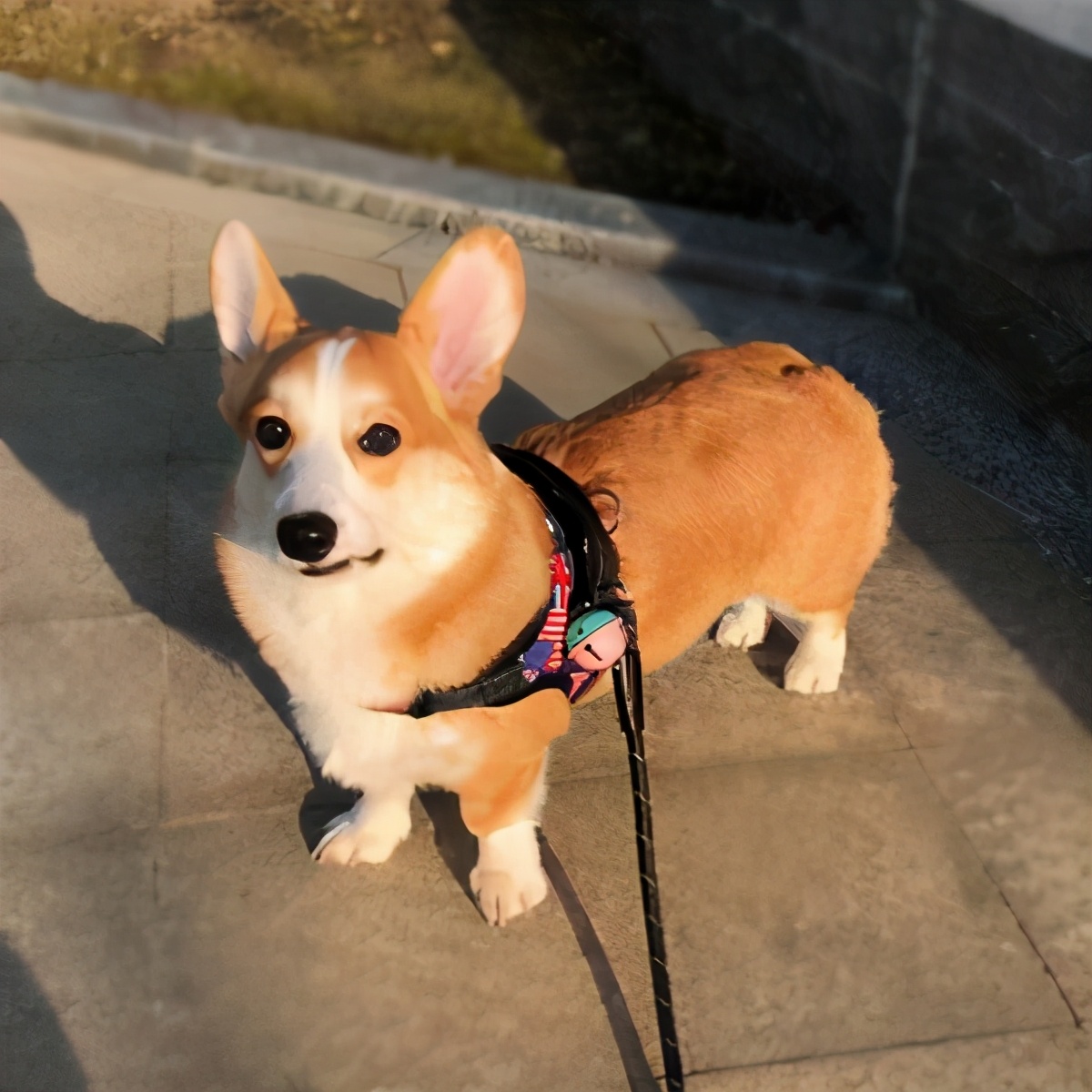 柯基十种最省心的小型犬,柯基最好用的好物