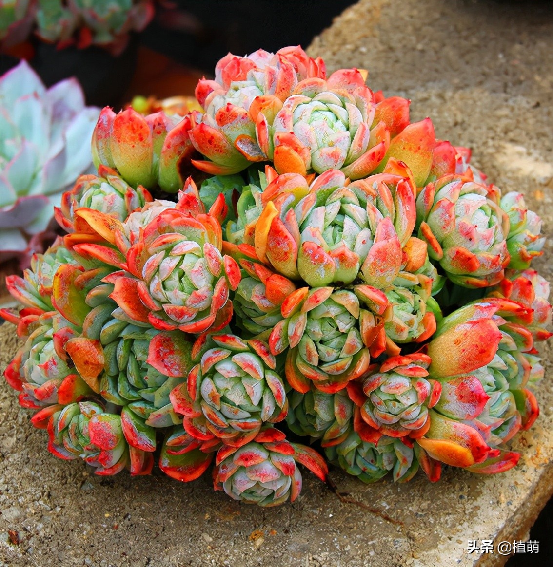 缀化的冰梅,还是头一次见到,真的很漂亮