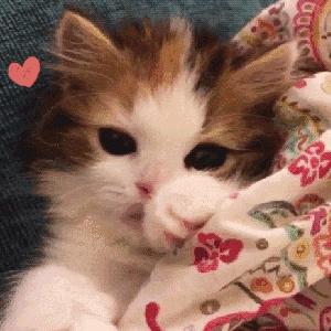 猫咪有不同的肢体动作你能懂它吗 (猫咪各种肢体动作图解)