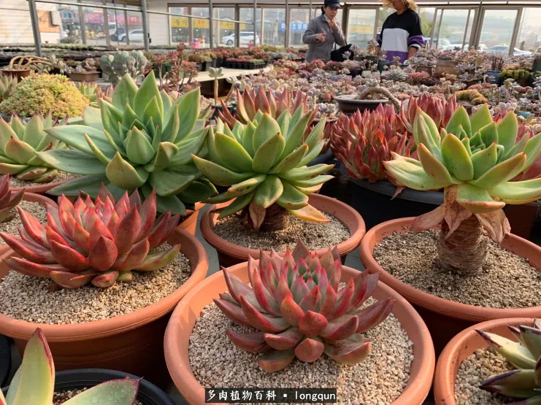 探访韩国肉锥大棚,记一次走访纪录片