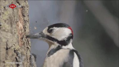 马岛猴子视频大全,马岛最厉害的动物