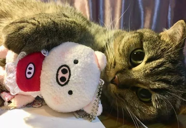 一个人养猫有什么烦恼,一个人生活养只狗靠谱吗