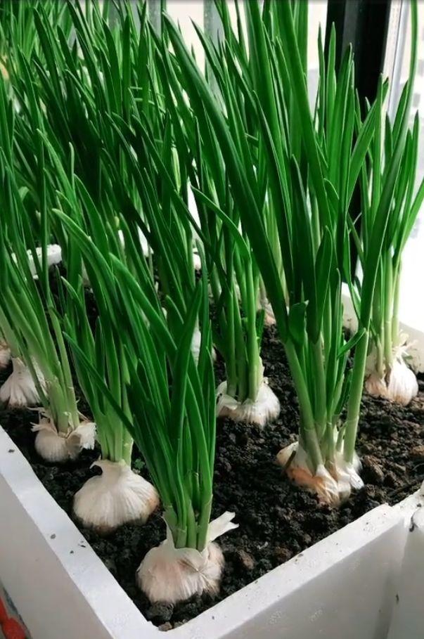 阳台种菜最关键的是什么,阳台种菜关键技术小白菜