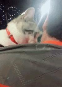 你根本不知道，养只猫有多幸福！