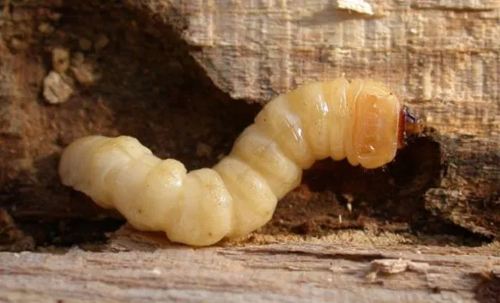 药用植物害虫光肩星天牛,光肩星天牛