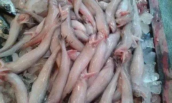 海捕常见海鱼,东海海鱼图片和名称大全