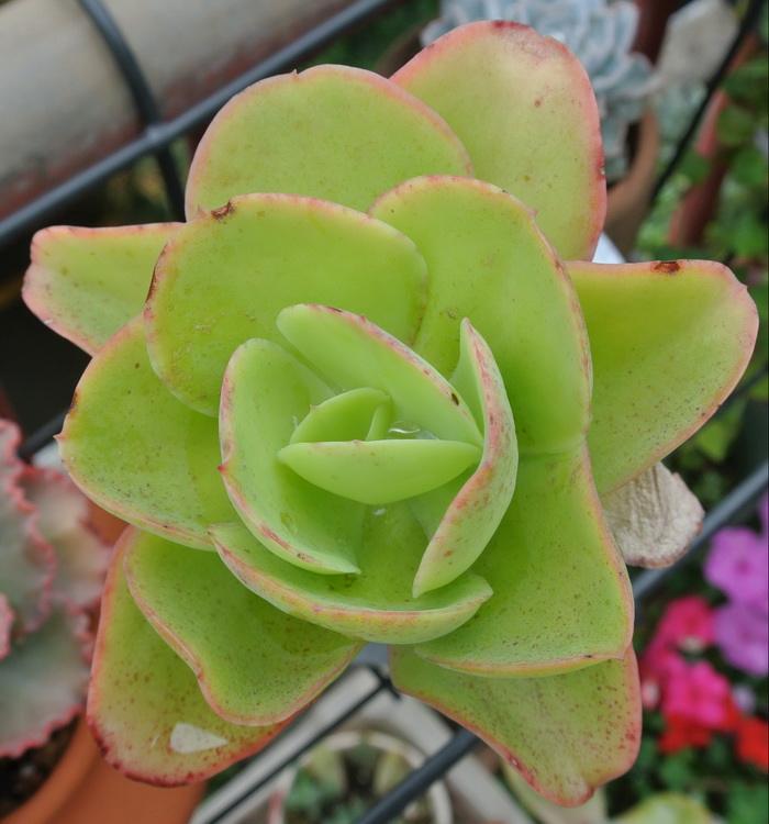 100种常见多肉植物图鉴收藏,1000种多肉植物图鉴及名字