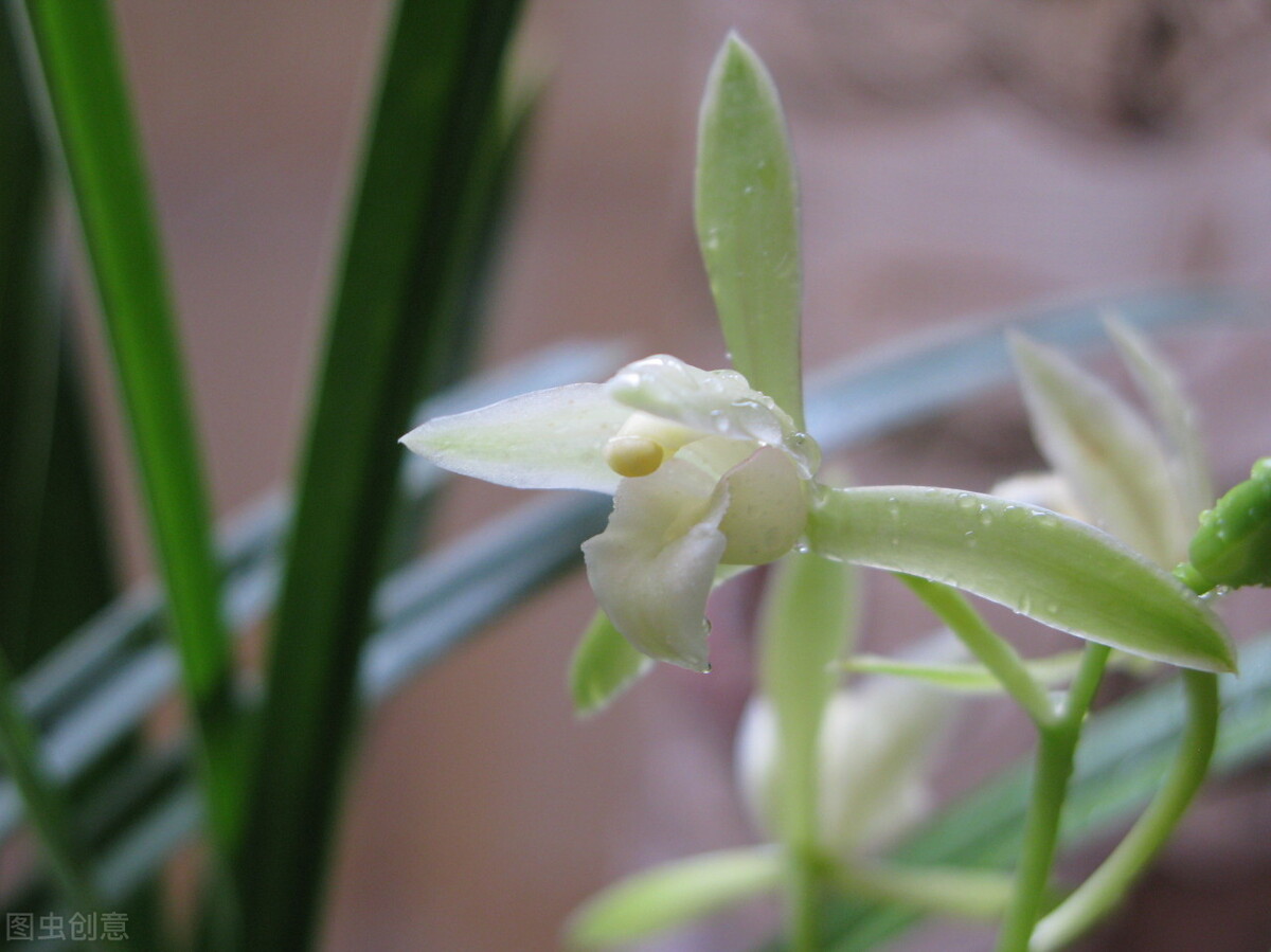 兰花冒芽了还怎么养,兰花的花苞怎么养才会长大