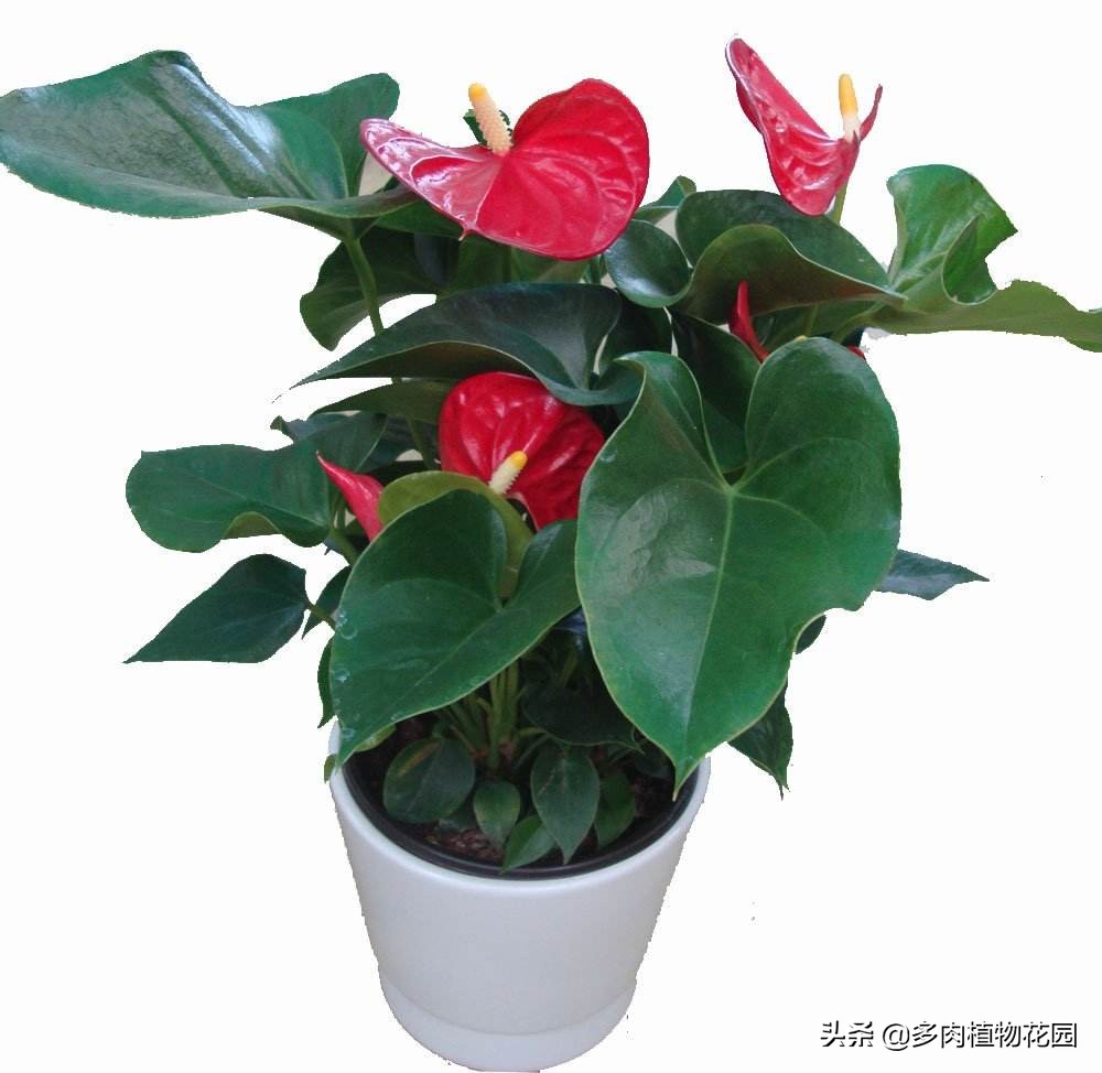 花的寓意富贵吉祥,手掌大的花寓意什么