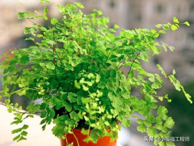 适合孕妇的室内绿植,家里有孕妇房间适合养什么植物