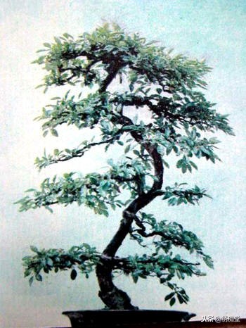 丛林式盆景欣赏,盆景欣赏及制作