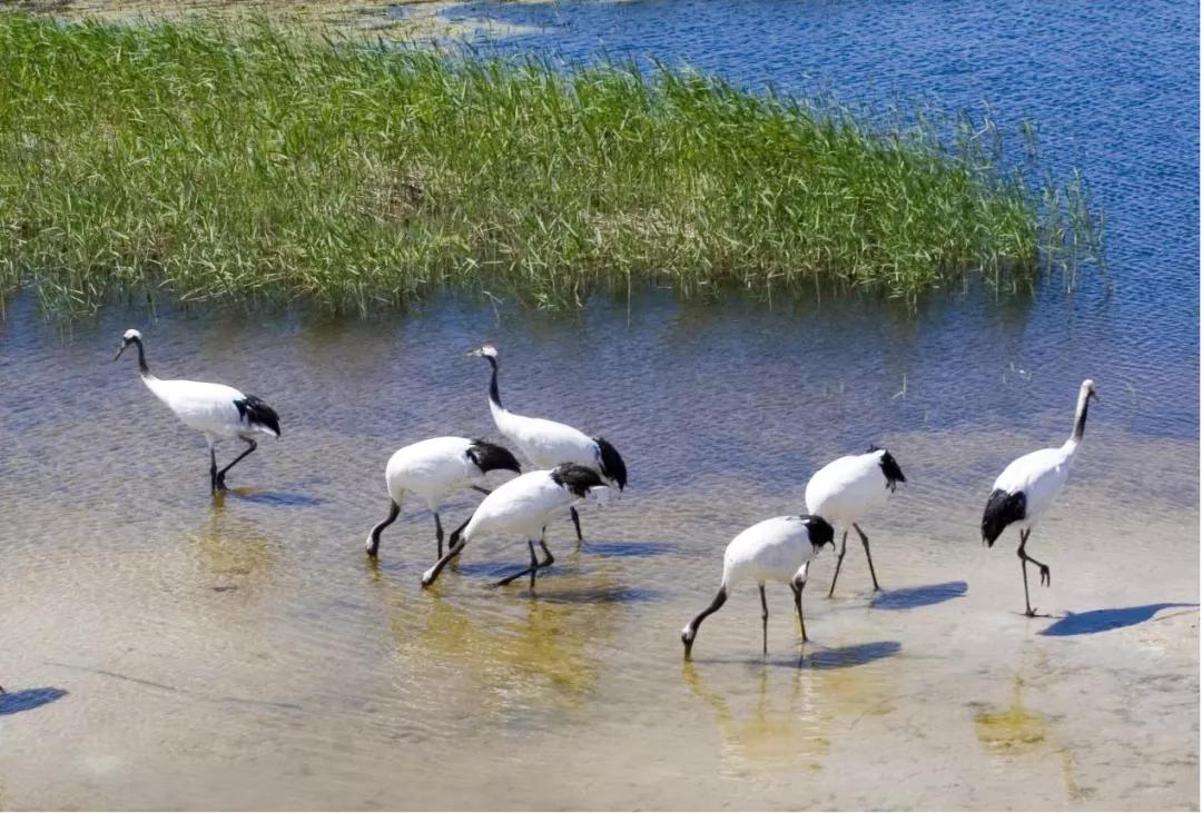 “五一”相约美丽鹤乡通榆旅游攻略