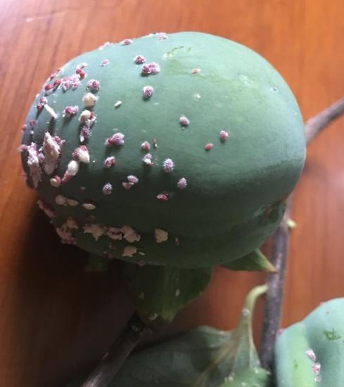 柿子蚧的用药时间,柿子树上的蚧虫用什么药打