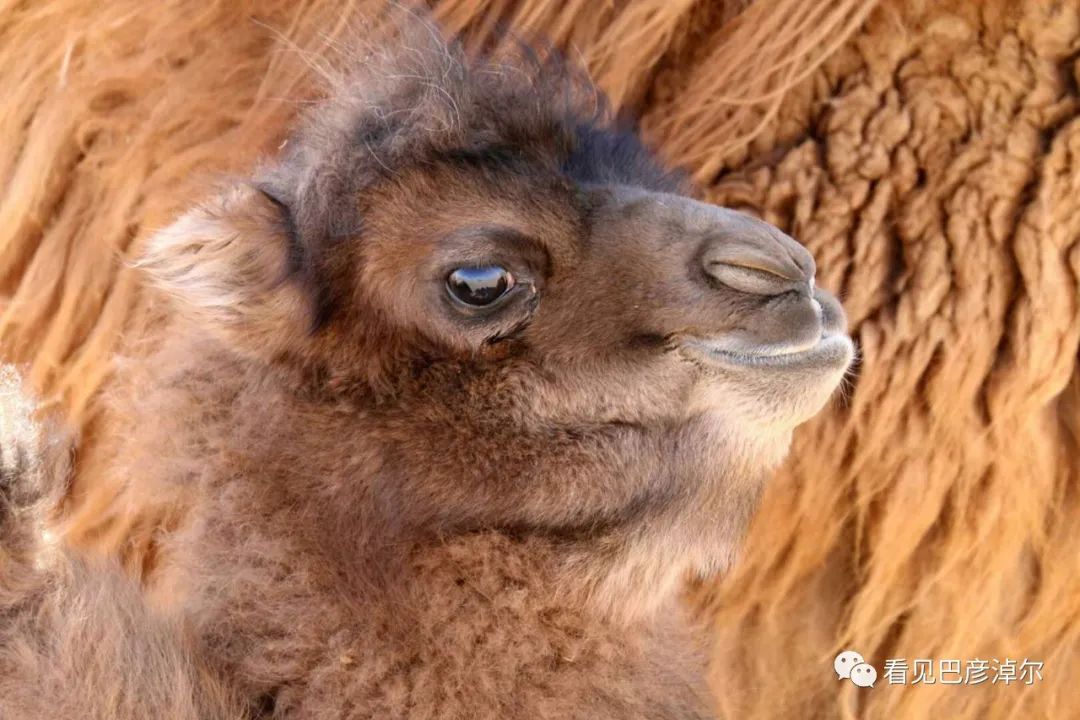 戈壁红驼，乌拉特草原上的珍珠