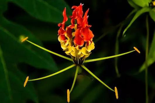 世界上最珍稀的十种花,世界上最珍贵的5种花