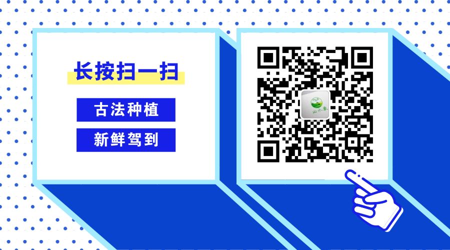 陕西红富士苹果如何挑选,陕西本地红富士苹果怎么样