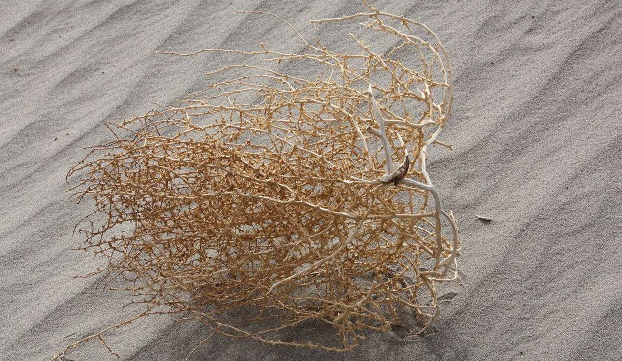 风滚草象征什么,风滚草的可贵之处