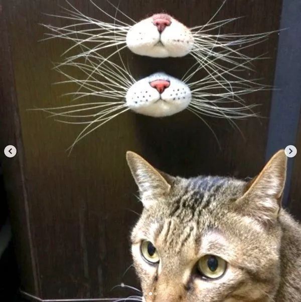 捡到猫胡子会带来好运吗,捡到猫的胡子真的会有好运吗