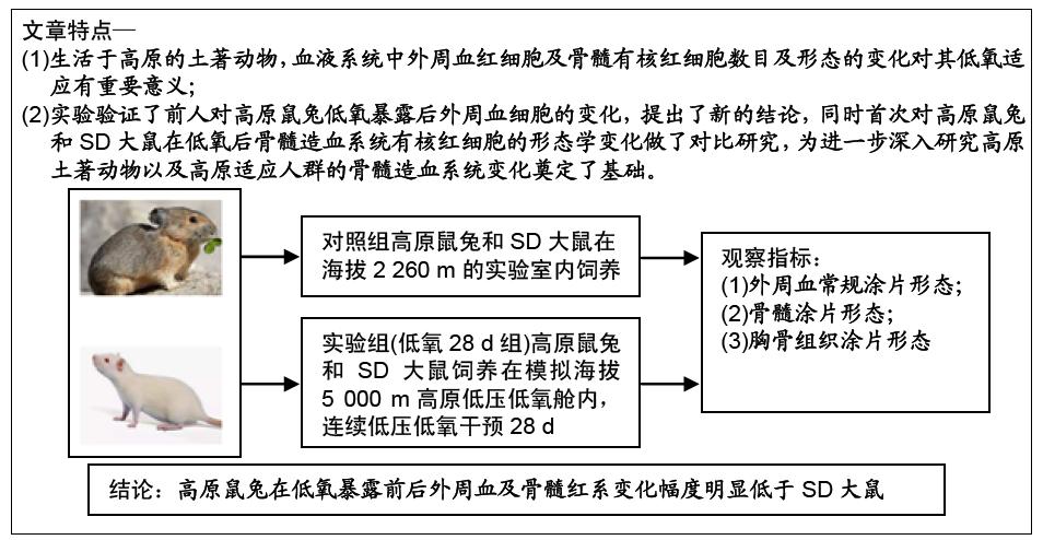 高原鼠兔与大鼠低氧后外周血及骨髓红系细胞变化特点
