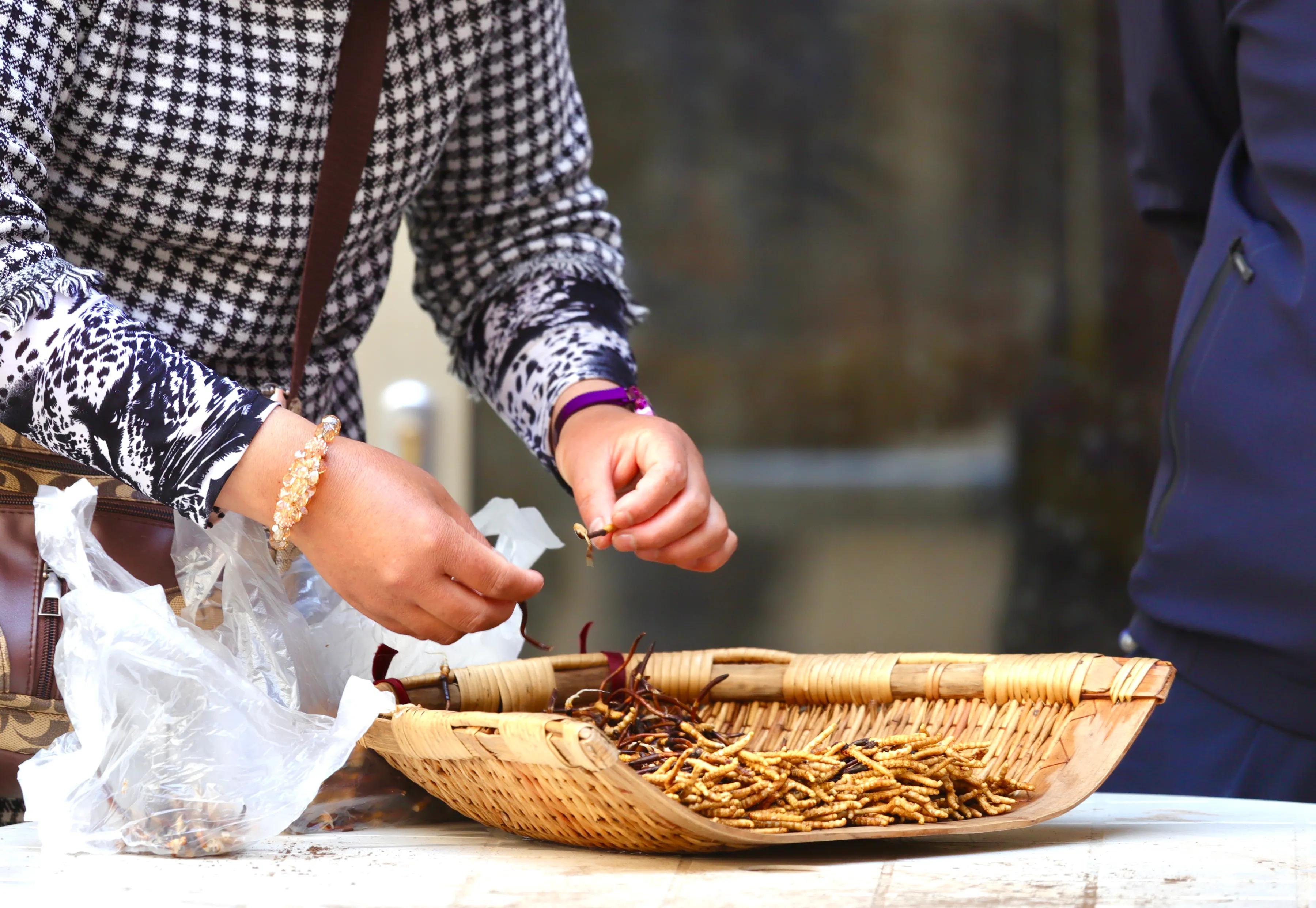 中国最大虫草市场,全国最大冬虫夏草集散地