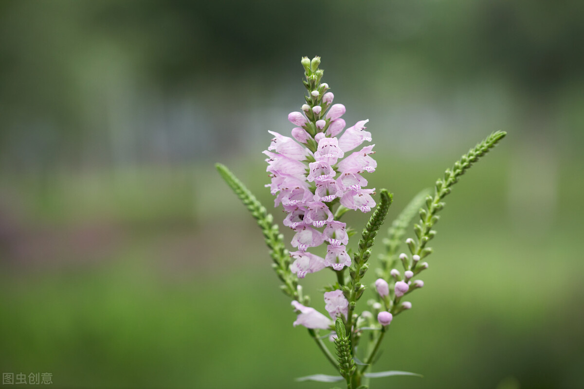 园林人需要知道的85个花卉知识,园林花卉的种类及图片