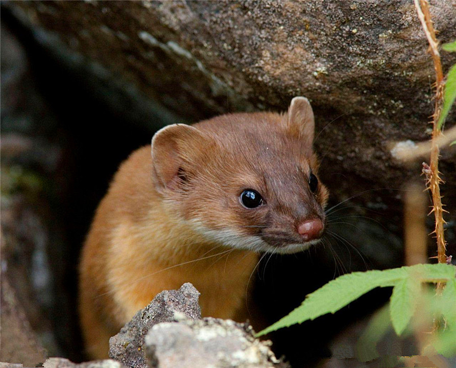 为什么长辈说黄鼠狼不能杀,黄鼠狼为什么不能杀科学依据