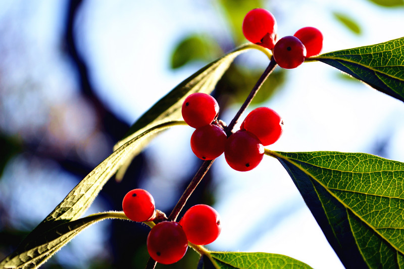 千古最著名的十首诗词,红豆经典古诗