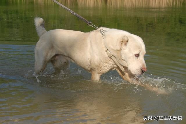 它被土库曼人当成国宝，虽历经几千年演变，原生优良品质依然存在