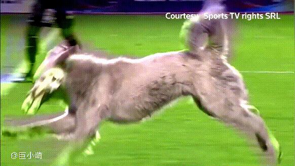 娴佹氮鐙楄鍏ヨ繍鍔ㄤ細,娴佹氮鐙楅棷鍏ヨ冻鐞冨満