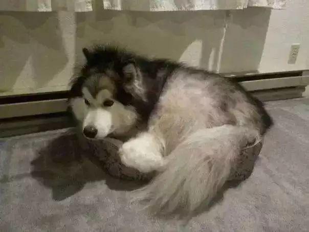 如何有效的避免宠物丢失,家里有小型宠物丢失怎么办