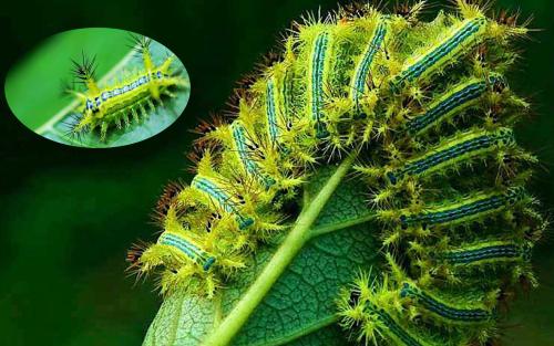 小时候常见又叫不上名的动植物,你们老家怎么说?满满的童年回忆