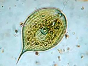 水产养殖藻类老化是怎样的,水产养殖显微镜下各种藻类