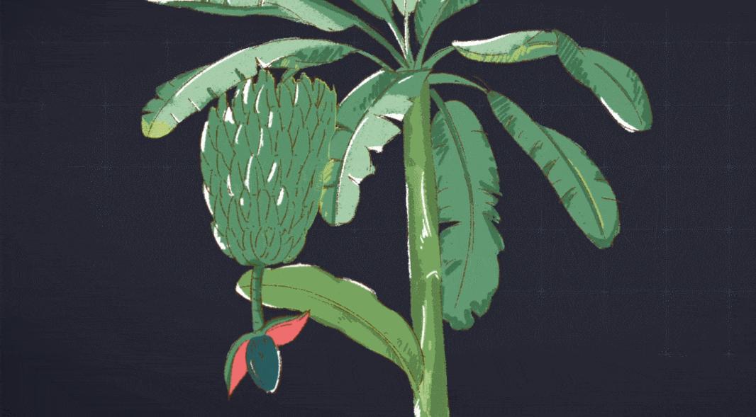 这种水果，是世界上第4大粮食作物，六亿人的救命粮