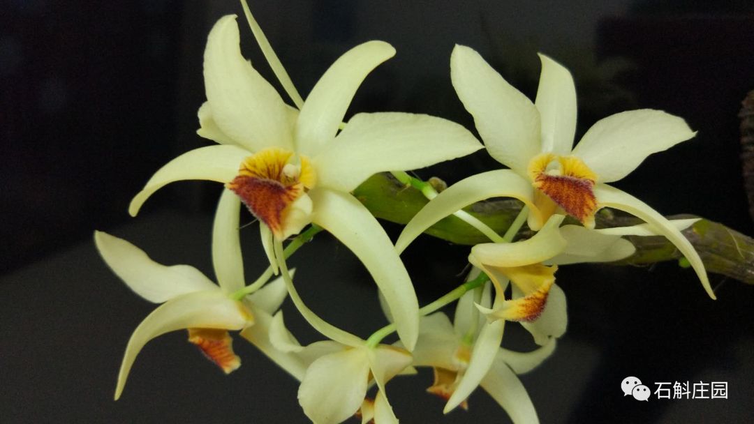 七彩石斛怎么养才能爆花,什么品种的石斛开爆花