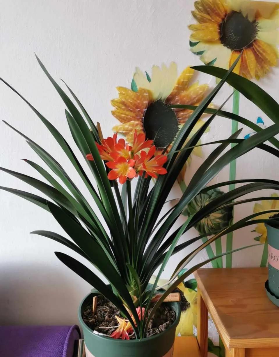 君子兰换盆时怎样防止生根,君子兰移盆注意事项