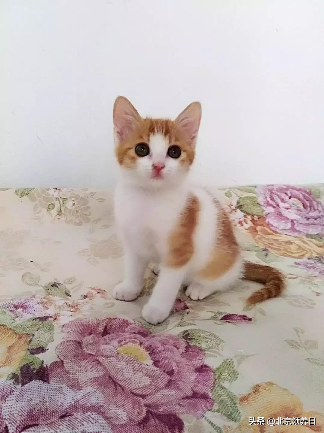 #领养代替购买#给它们一个家|线上宠物领养日,20190608加场