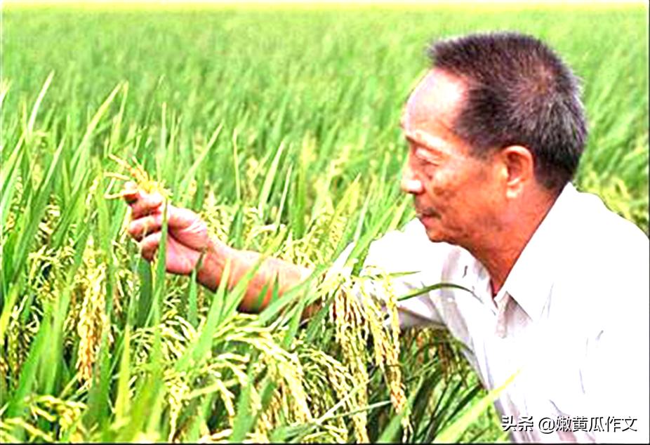 以选择坚持学习为话题的作文,以助力成长为话题的中考满分作文