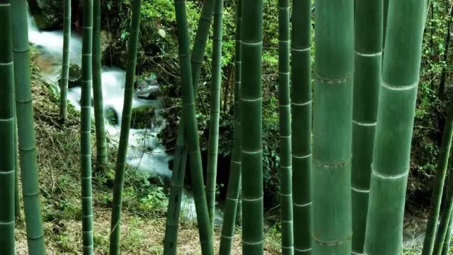 金华小九寨风景区,小九寨原始森林半日游