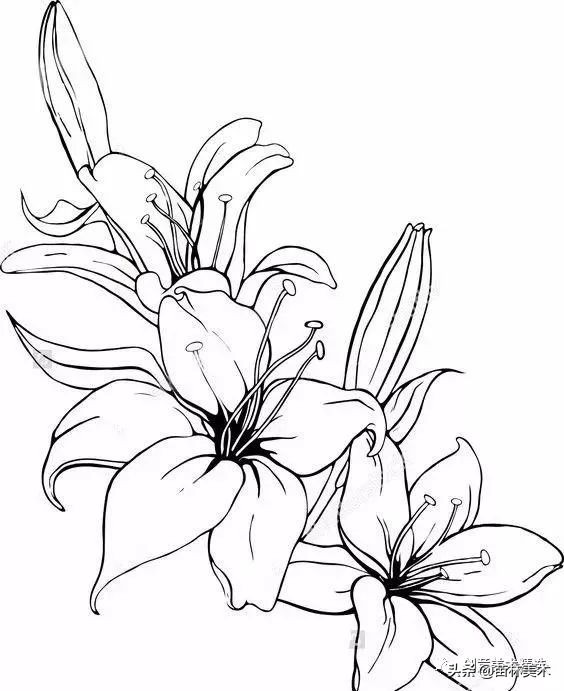 工笔花卉线稿和色稿,花卉白描线稿