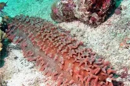 海参十大产地排名,国外十大海参官方排名