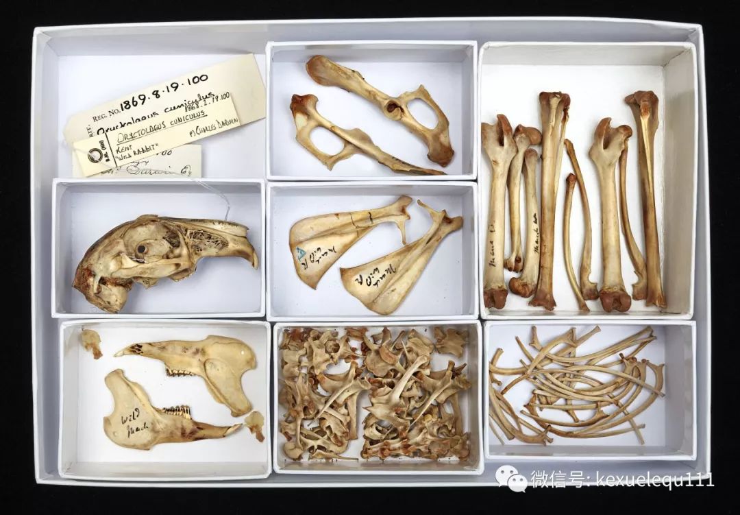 杀死兔子的方法,杀死兔子有什么后果