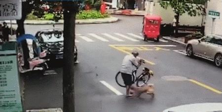 小区里出现疯狗,小区出现疯狗事件