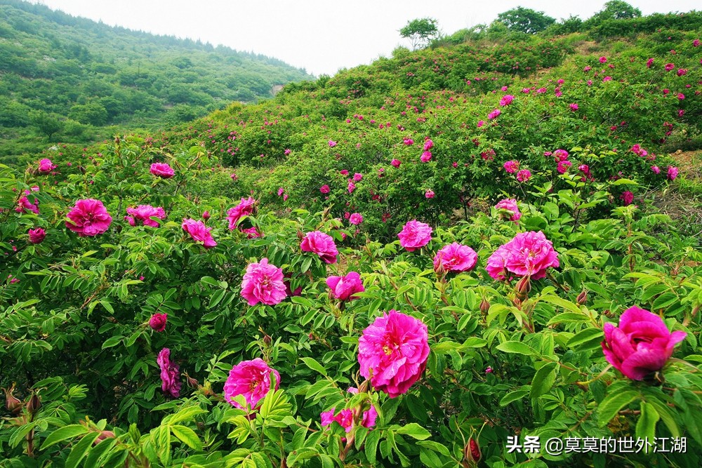 北京门头沟妙峰山景点电话,北京门头沟妙峰山樱桃沟景区