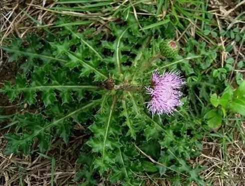 那些常见却叫不上名字的野花野草,常见的野花野草却是农家之宝