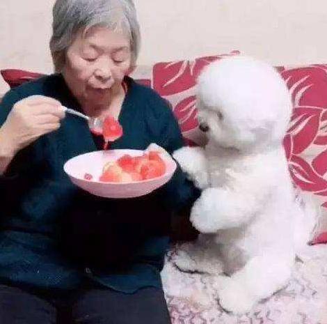 面对不听话的比熊犬该怎么办呢,比熊犬不爱吃食是怎么回事