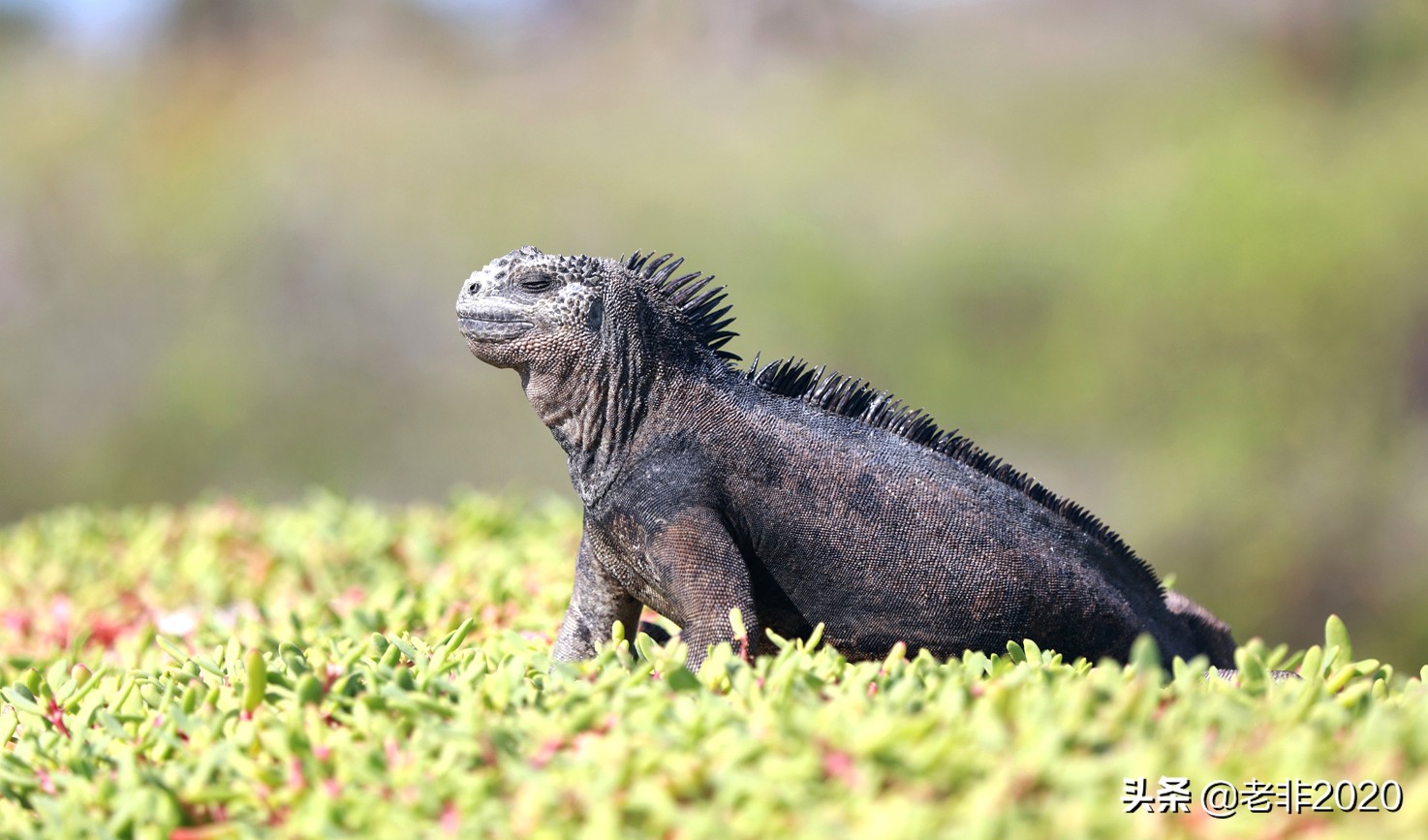 你根本想不到，出国旅游的中国人到底带了啥，会被海关扣押