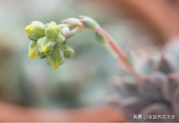 多肉冬天开花怎么办,多肉红稚莲冬天开花
