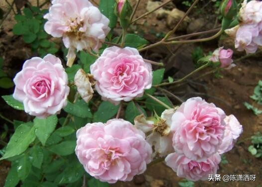 中国月季红色浓香,13种中国红月季让你美个爆