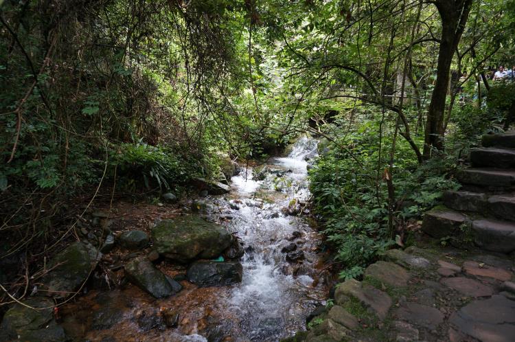 清晨走进森林氧吧呼吸新鲜空气,一起去森林氧吧洗肺