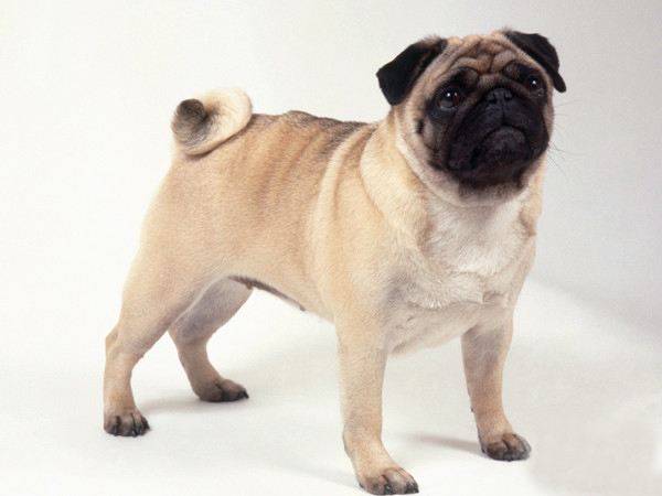 常见的宠物狗品种有哪些,宠物狗大型犬不掉毛有哪些品种